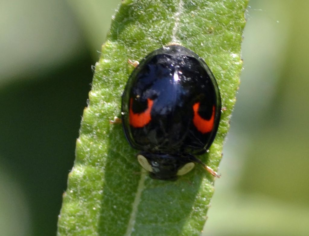 Harmonia axyridis